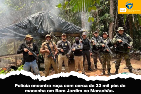 Polícia encontra roça com cerca de 22 mil pés de maconha em Bom Jardim no Maranhão.