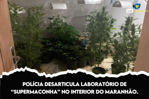 Polícia desarticula laboratório de “supermaconha” no interior do Maranhão